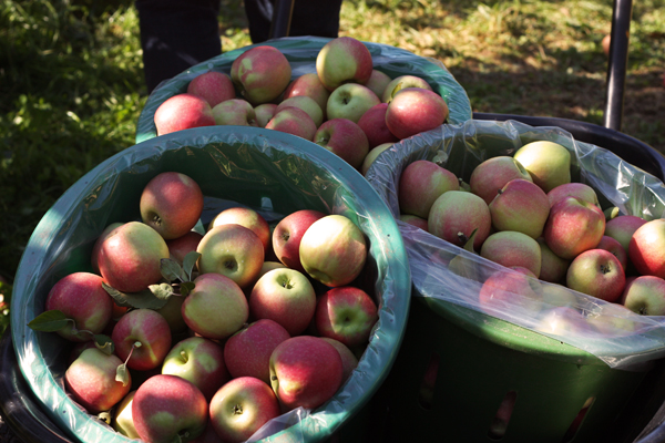 How Many Apples Are in a Pound?